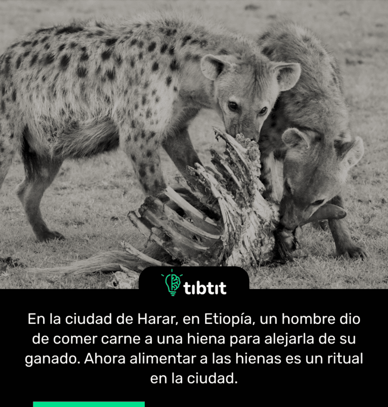 En la ciudad de Harar, en Etiopía, un hombre dio de comer carne a una hiena para alejarla de su ganado. Ahora alimentar a las hienas es un ritual en la ciudad.