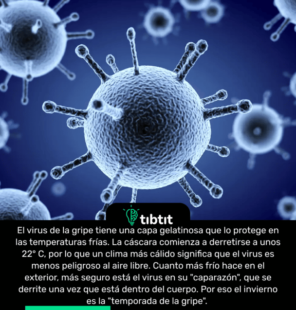 El virus de la gripe tiene una capa gelatinosa que lo protege en las temperaturas frías. La cáscara comienza a derretirse a unos 22° C, por lo que un clima más cálido significa que el virus es menos peligroso al aire libre. Cuanto más frío hace en el exterior, más seguro está el virus en su "caparazón", que se derrite una vez que está dentro del cuerpo. Por eso el invierno es la "temporada de la gripe".