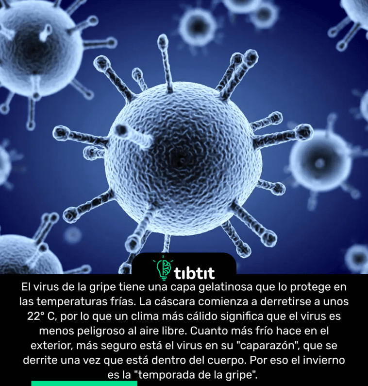 El virus de la gripe tiene una capa gelatinosa que lo protege en las temperaturas frías. La cáscara comienza a derretirse a unos 22° C, por lo que un clima más cálido significa que el virus es menos peligroso al aire libre. Cuanto más frío hace en el exterior, más seguro está el virus en su "caparazón", que se derrite una vez que está dentro del cuerpo. Por eso el invierno es la "temporada de la gripe".