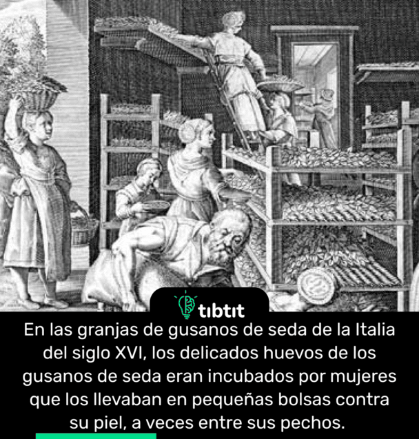 En las granjas de gusanos de seda de la Italia del siglo XVI, los delicados huevos de los gusanos de seda eran incubados por mujeres que los llevaban en pequeñas bolsas contra su piel, a veces entre sus pechos.