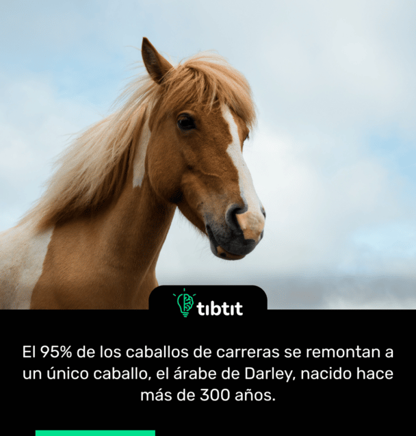 El 95% de los caballos de carreras se remontan a un único caballo, el árabe de Darley, nacido hace más de 300 años.