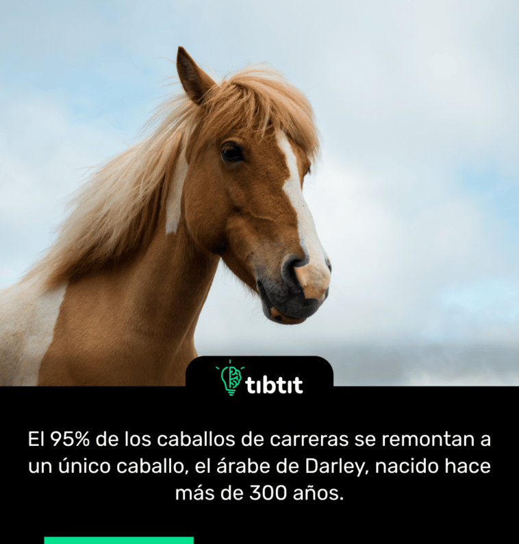 El 95% de los caballos de carreras se remontan a un único caballo, el árabe de Darley, nacido hace más de 300 años.
