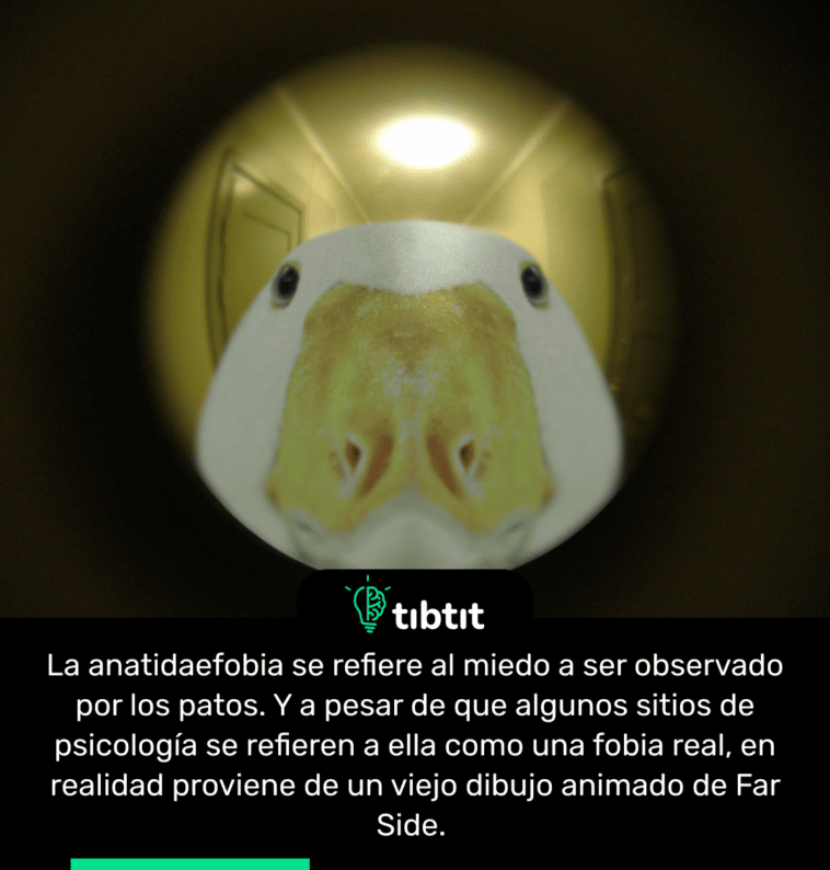 La anatidaefobia se refiere al miedo a ser observado por los patos. Y a pesar de que algunos sitios de psicología se refieren a ella como una fobia real, en realidad proviene de un viejo dibujo animado de Far Side.