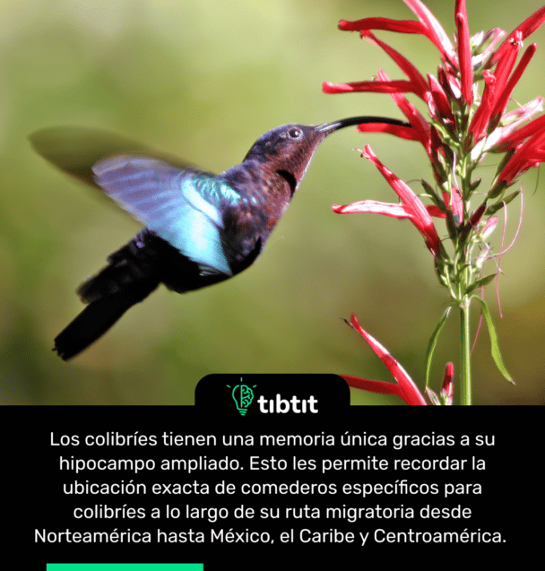 Los colibríes tienen una memoria única gracias a su hipocampo ampliado. Esto les permite recordar la ubicación exacta de comederos específicos para colibríes a lo largo de su ruta migratoria desde Norteamérica hasta México, el Caribe y Centroamérica.