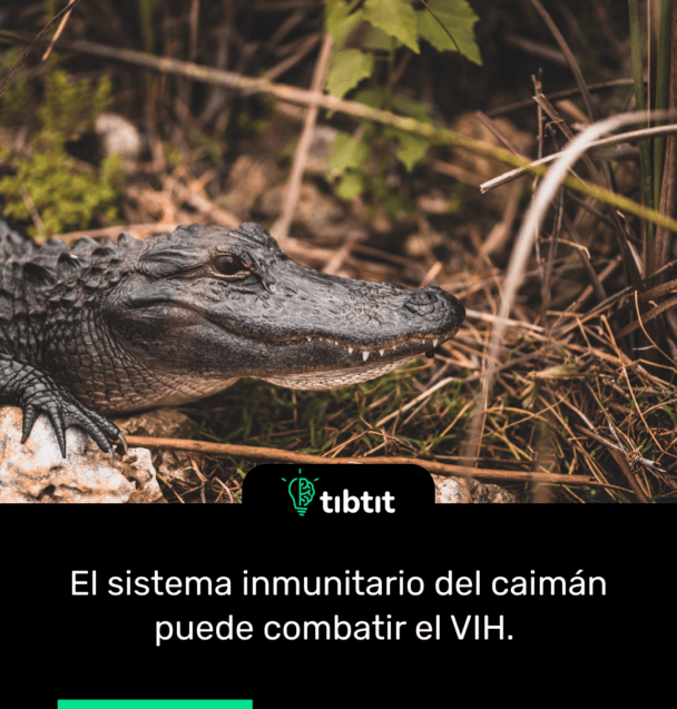 El sistema inmunitario del caimán puede combatir el VIH.