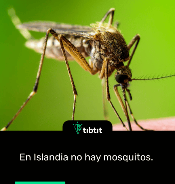 En Islandia no hay mosquitos.