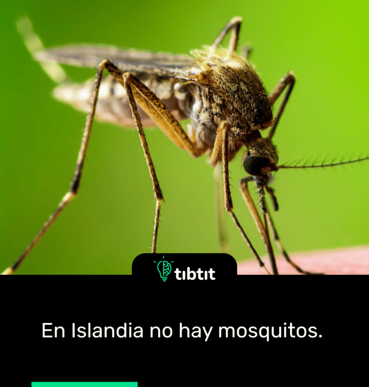 En Islandia no hay mosquitos.