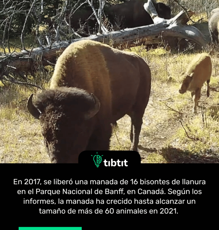 En 2017, se liberó una manada de 16 bisontes de llanura en el Parque Nacional de Banff, en Canadá. Según los informes, la manada ha crecido hasta alcanzar un tamaño de más de 60 animales en 2021.