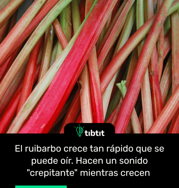 El ruibarbo crece tan rápido que se puede oír. Hacen un sonido "crepitante" mientras crecen