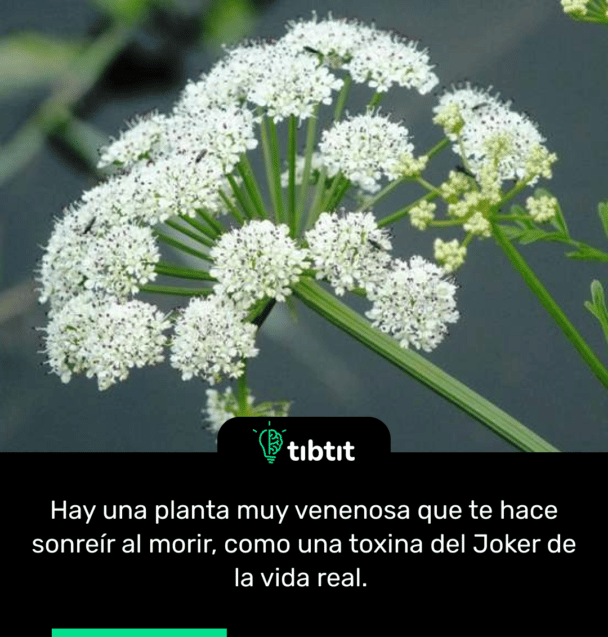 Hay una planta muy venenosa que te hace sonreír al morir, como una toxina del Joker de la vida real.