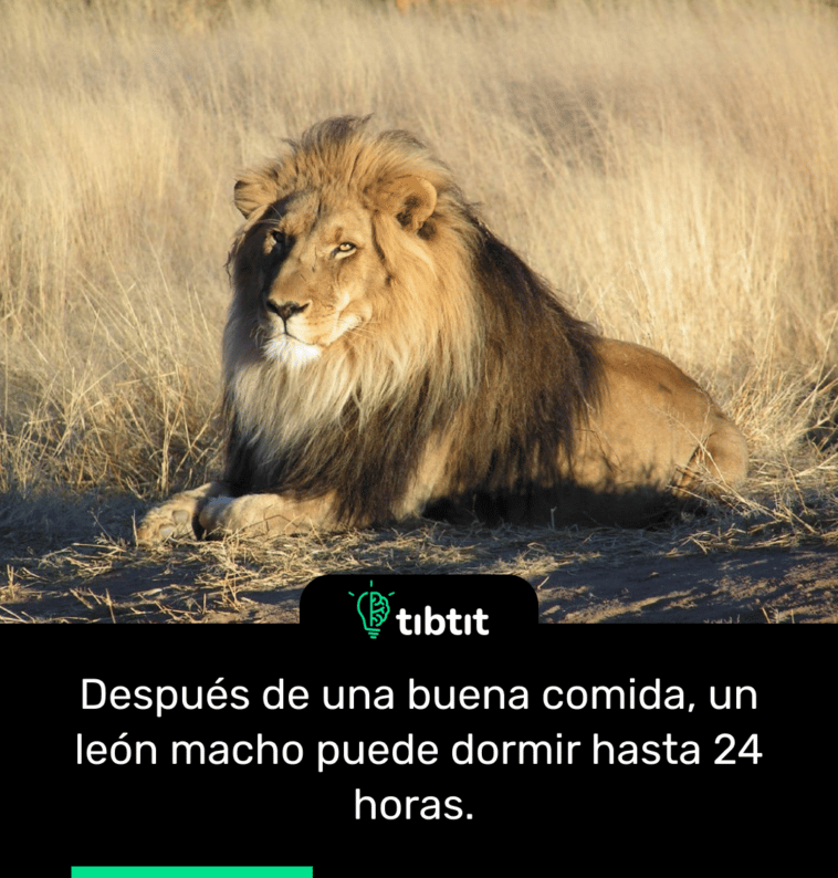 Después de una buena comida, un león macho puede dormir hasta 24 horas.