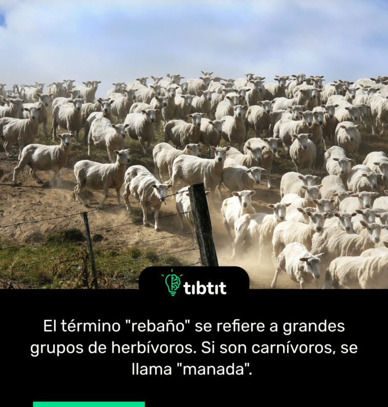 El término "rebaño" se refiere a grandes grupos de herbívoros. Si son carnívoros, se llama "manada".
