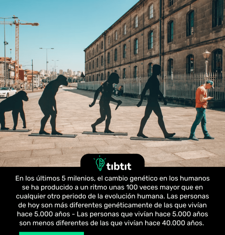 En los últimos 5 milenios, el cambio genético en los humanos se ha producido a un ritmo unas 100 veces mayor que en cualquier otro periodo de la evolución humana. Las personas de hoy son más diferentes genéticamente de las que vivían hace 5.000 años - Las personas que vivían hace 5.000 años son menos diferentes de las que vivían hace 40.000 años.