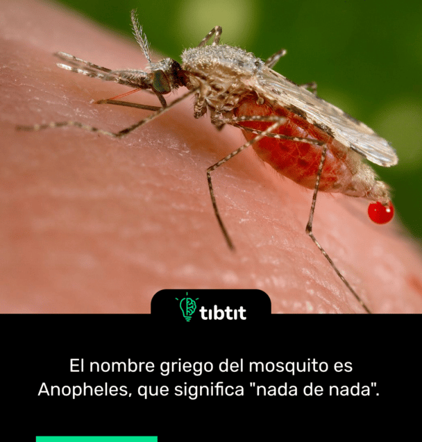 El nombre griego del mosquito es Anopheles, que significa "nada de nada".