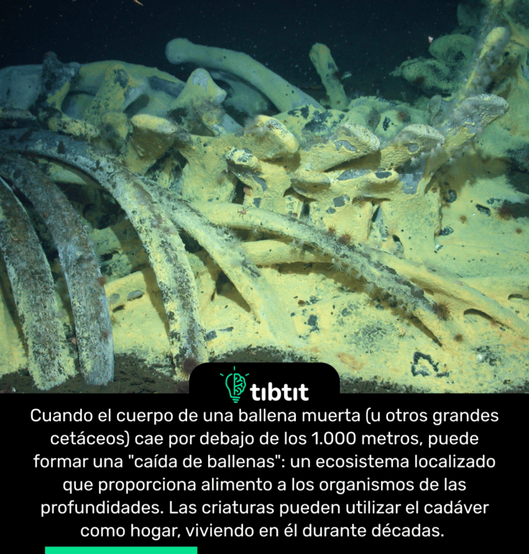 Cuando el cuerpo de una ballena muerta (u otros grandes cetáceos) cae por debajo de los 1.000 metros, puede formar una "caída de ballenas": un ecosistema localizado que proporciona alimento a los organismos de las profundidades. Las criaturas pueden utilizar el cadáver como hogar, viviendo en él durante décadas.