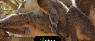 Un grupo de lémures se llama "conspiración". Esto se debe a que viven en comunidades cooperativas y trabajan juntos para burlar a los depredadores.