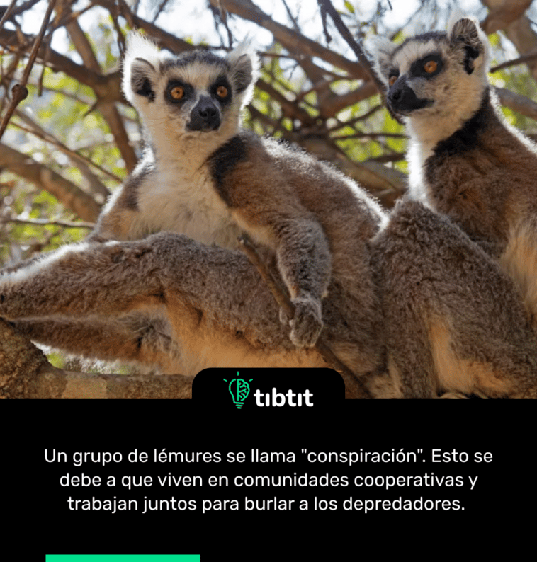 Un grupo de lémures se llama "conspiración". Esto se debe a que viven en comunidades cooperativas y trabajan juntos para burlar a los depredadores.