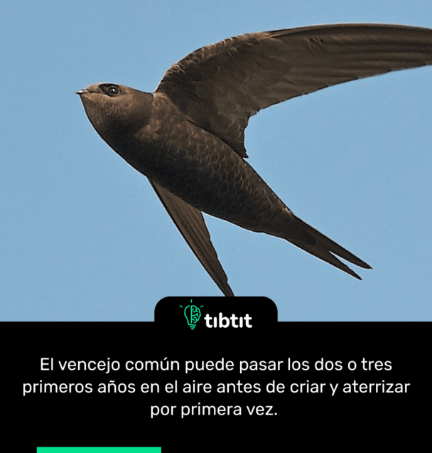 El vencejo común puede pasar los dos o tres primeros años en el aire antes de criar y aterrizar por primera vez.