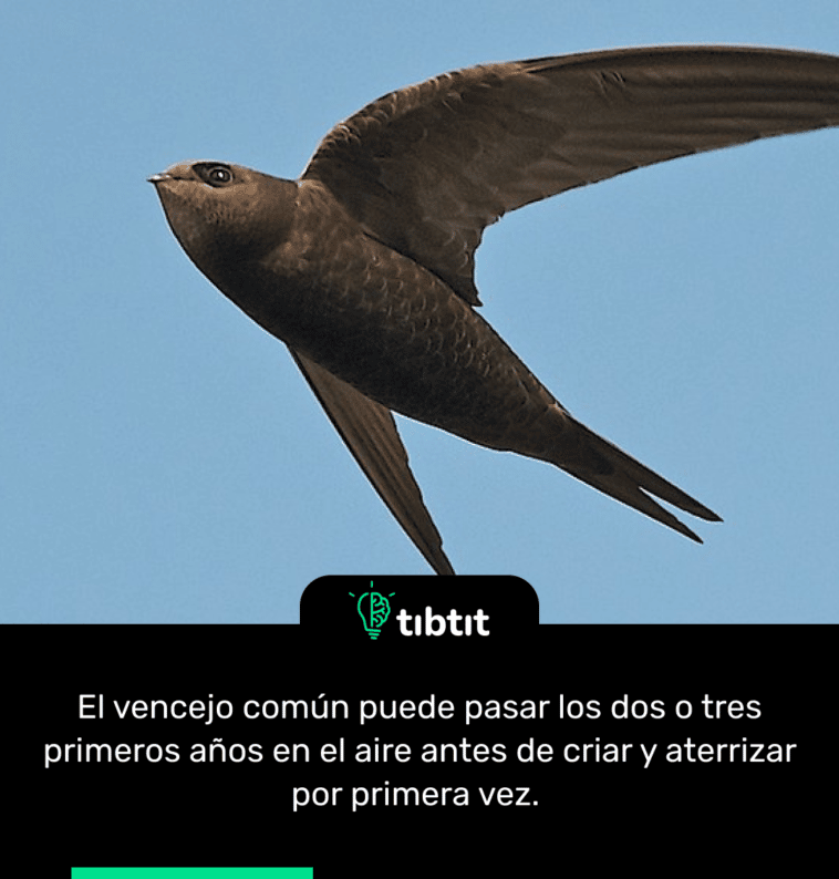 El vencejo común puede pasar los dos o tres primeros años en el aire antes de criar y aterrizar por primera vez.