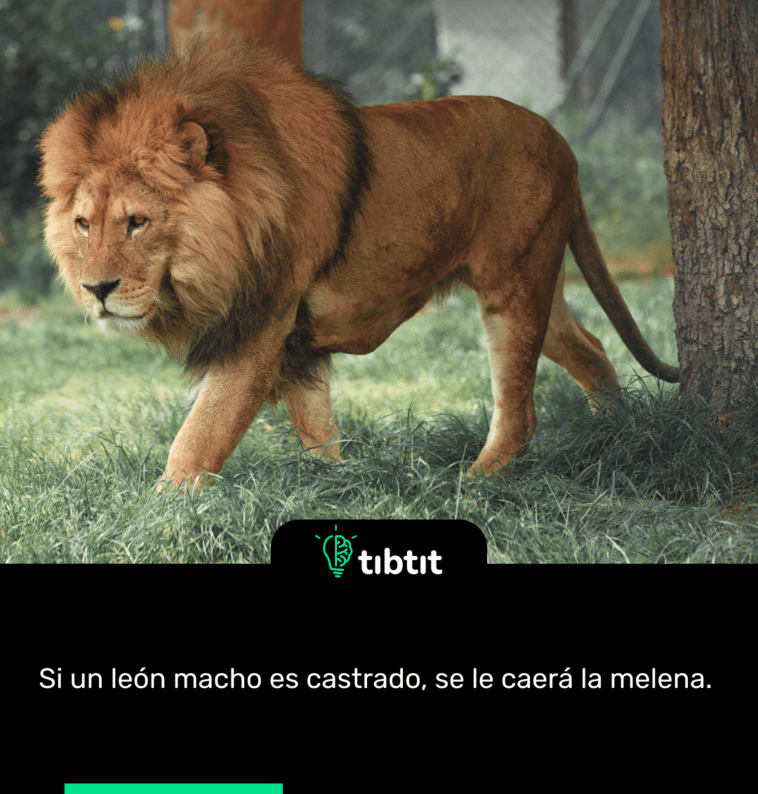Si un león macho es castrado, se le caerá la melena.