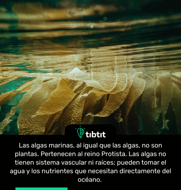 Las algas marinas, al igual que las algas, no son plantas. Pertenecen al reino Protista. Las algas no tienen sistema vascular ni raíces; pueden tomar el agua y los nutrientes que necesitan directamente del océano.