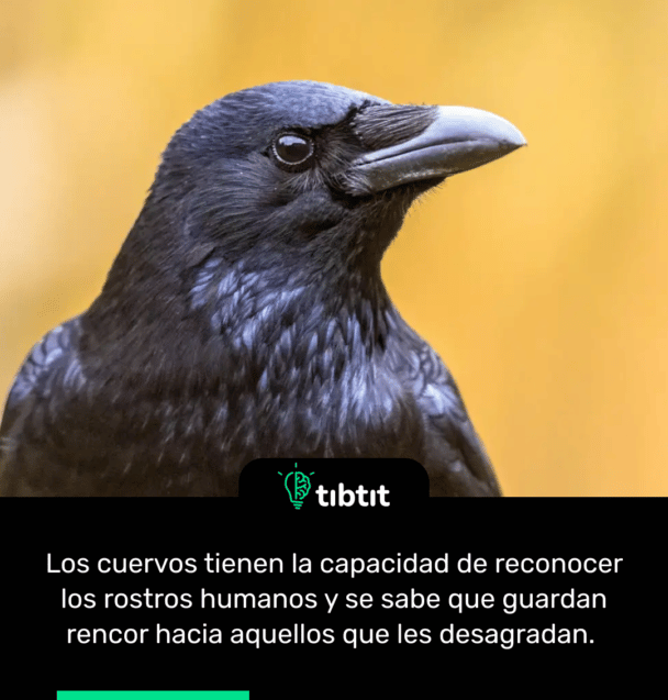 Los cuervos tienen la capacidad de reconocer los rostros humanos y se sabe que guardan rencor hacia aquellos que les desagradan.