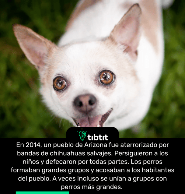 En 2014, un pueblo de Arizona fue aterrorizado por bandas de chihuahuas salvajes. Persiguieron a los niños y defecaron por todas partes. Los perros formaban grandes grupos y acosaban a los habitantes del pueblo. A veces incluso se unían a grupos con perros más grandes.