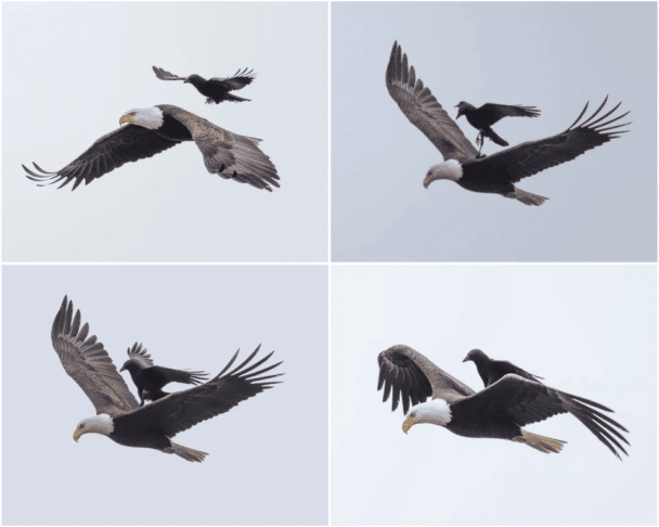 El cuervo se posa sobre el águila.