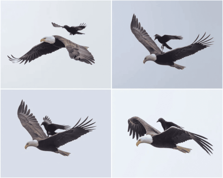 El cuervo se posa sobre el águila.