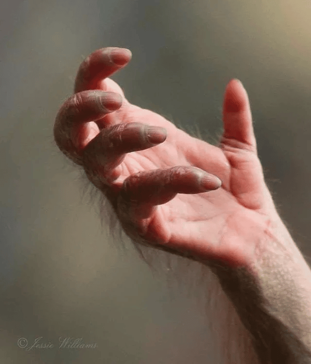 Primer plano de la mano del orangután