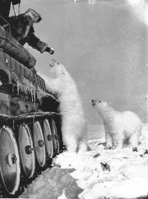 Soldado ruso alimentando osos polares con dulce de leche condensada (1950)