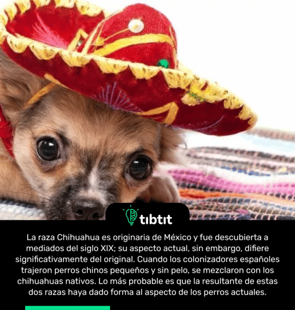 La raza Chihuahua es originaria de México y fue descubierta a mediados del siglo XIX; su aspecto actual, sin embargo, difiere significativamente del original. Cuando los colonizadores españoles trajeron perros chinos pequeños y sin pelo, se mezclaron con los chihuahuas nativos. Lo más probable es que la resultante de estas dos razas haya dado forma al aspecto de los perros actuales.
