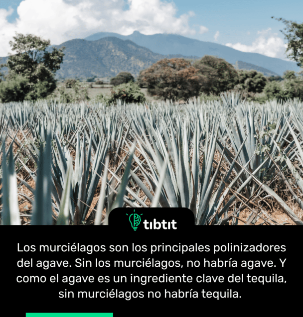 Los murciélagos son los principales polinizadores del agave. Sin los murciélagos, no habría agave. Y como el agave es un ingrediente clave del tequila, sin murciélagos no habría tequila.