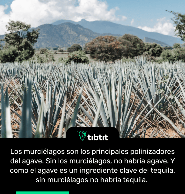 Los murciélagos son los principales polinizadores del agave. Sin los murciélagos, no habría agave. Y como el agave es un ingrediente clave del tequila, sin murciélagos no habría tequila.