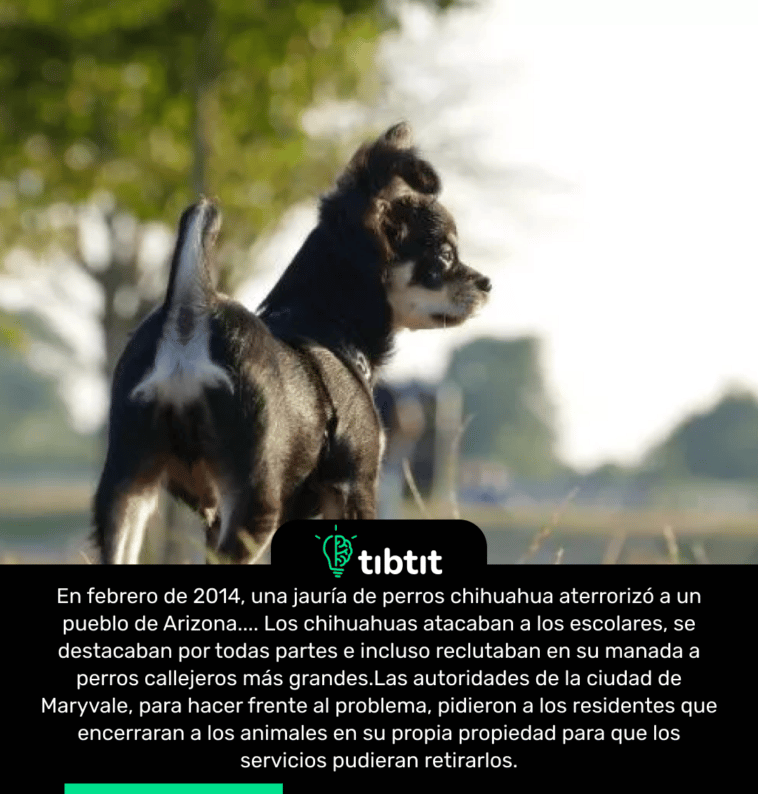 En febrero de 2014, una jauría de perros chihuahua aterrorizó a un pueblo de Arizona.... Los chihuahuas atacaban a los escolares, se destacaban por todas partes e incluso reclutaban en su manada a perros callejeros más grandes.Las autoridades de la ciudad de Maryvale, para hacer frente al problema, pidieron a los residentes que encerraran a los animales en su propia propiedad para que los servicios pudieran retirarlos.