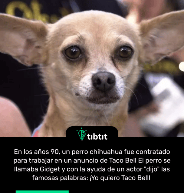 En los años 90, un perro chihuahua fue contratado para trabajar en un anuncio de Taco Bell El perro se llamaba Gidget y con la ayuda de un actor "dijo" las famosas palabras: ¡Yo quiero Taco Bell!