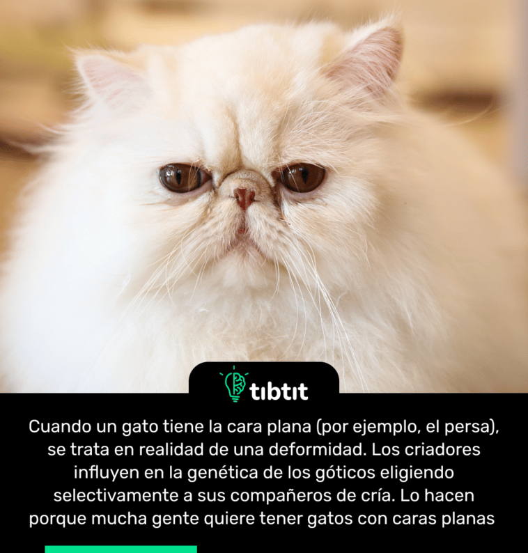 Cuando un gato tiene la cara plana (por ejemplo, el persa), se trata en realidad de una deformidad. Los criadores influyen en la genética de los góticos eligiendo selectivamente a sus compañeros de cría. Lo hacen porque mucha gente quiere tener gatos con caras planas