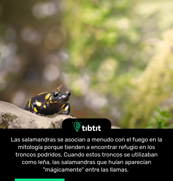 Las salamandras se asocian a menudo con el fuego en la mitología porque tienden a encontrar refugio en los troncos podridos. Cuando estos troncos se utilizaban como leña, las salamandras que huían aparecían "mágicamente" entre las llamas.