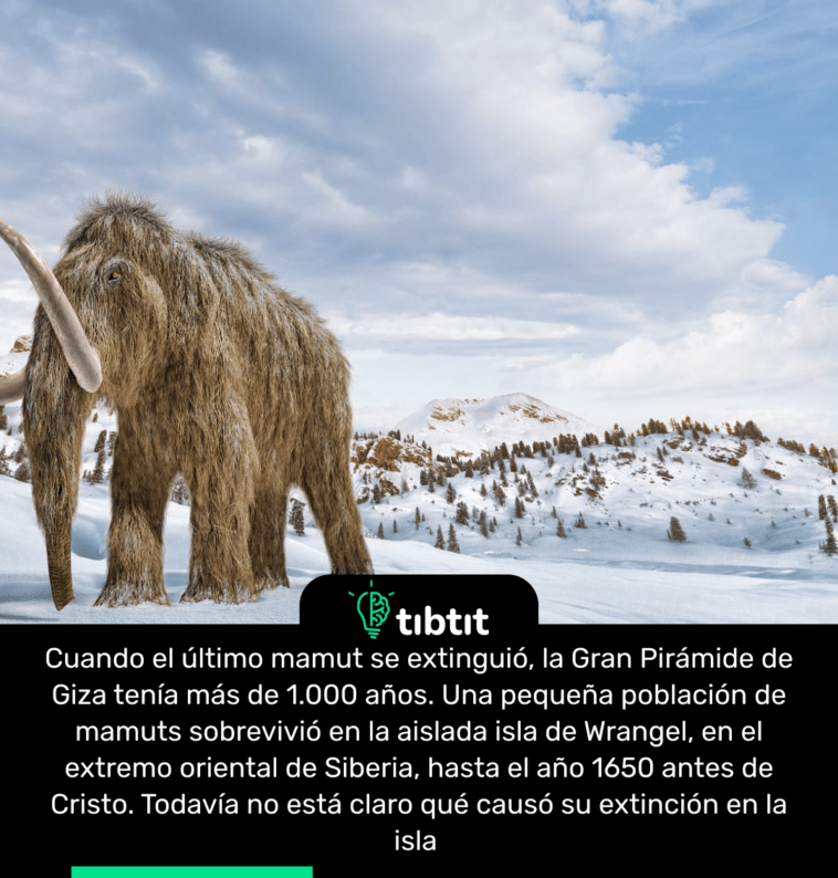 Cuando el último mamut se extinguió, la Gran Pirámide de Giza tenía más de 1.000 años. Una pequeña población de mamuts sobrevivió en la aislada isla de Wrangel, en el extremo oriental de Siberia, hasta el año 1650 antes de Cristo. Todavía no está claro qué causó su extinción en la isla