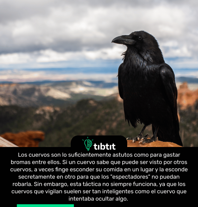 Los cuervos son lo suficientemente astutos como para gastar bromas entre ellos. Si un cuervo sabe que puede ser visto por otros cuervos, a veces finge esconder su comida en un lugar y la esconde secretamente en otro para que los "espectadores" no puedan robarla. Sin embargo, esta táctica no siempre funciona, ya que los cuervos que vigilan suelen ser tan inteligentes como el cuervo que intentaba ocultar algo.