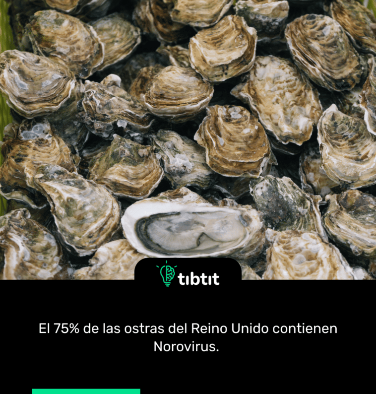 El 75% de las ostras del Reino Unido contienen Norovirus.