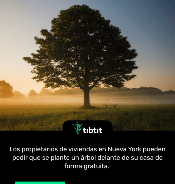 Los propietarios de viviendas en Nueva York pueden pedir que se plante un árbol delante de su casa de forma gratuita.