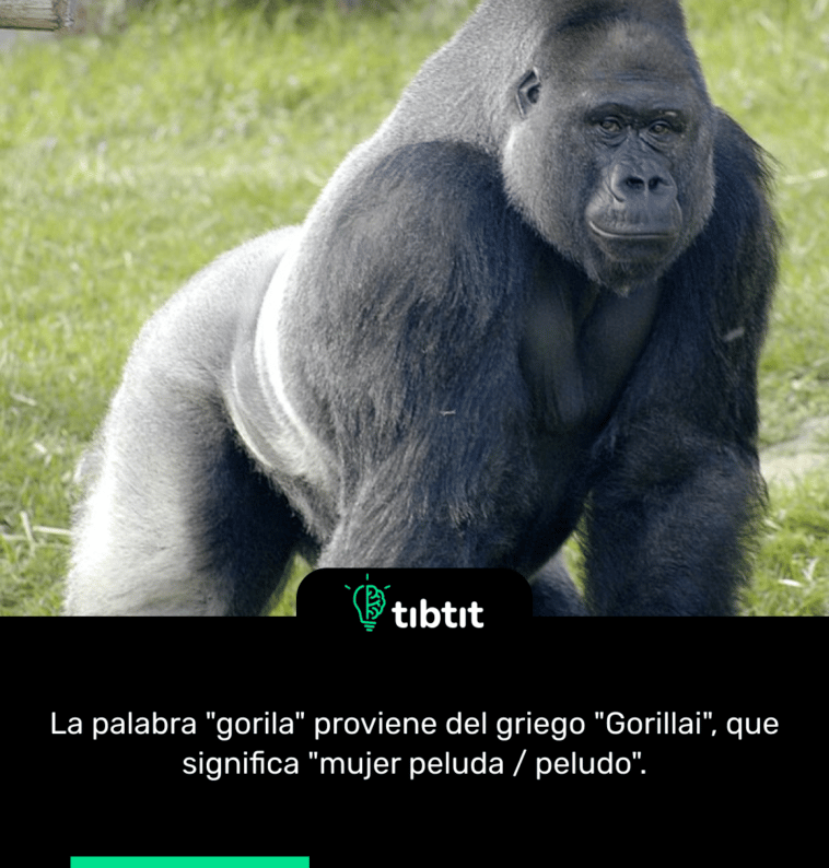 La palabra "gorila" proviene del griego "Gorillai", que significa "mujer peluda / peludo".