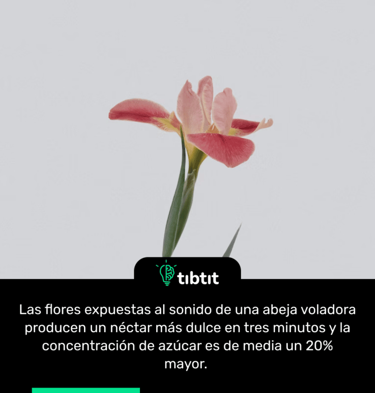 Las flores expuestas al sonido de una abeja voladora producen un néctar más dulce en tres minutos y la concentración de azúcar es de media un 20% mayor.