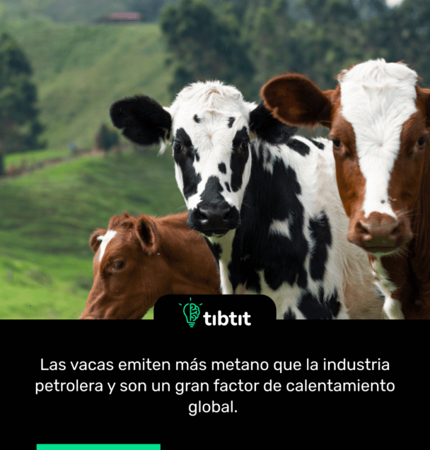 Las vacas emiten más metano que la industria petrolera y son un gran factor de calentamiento global.