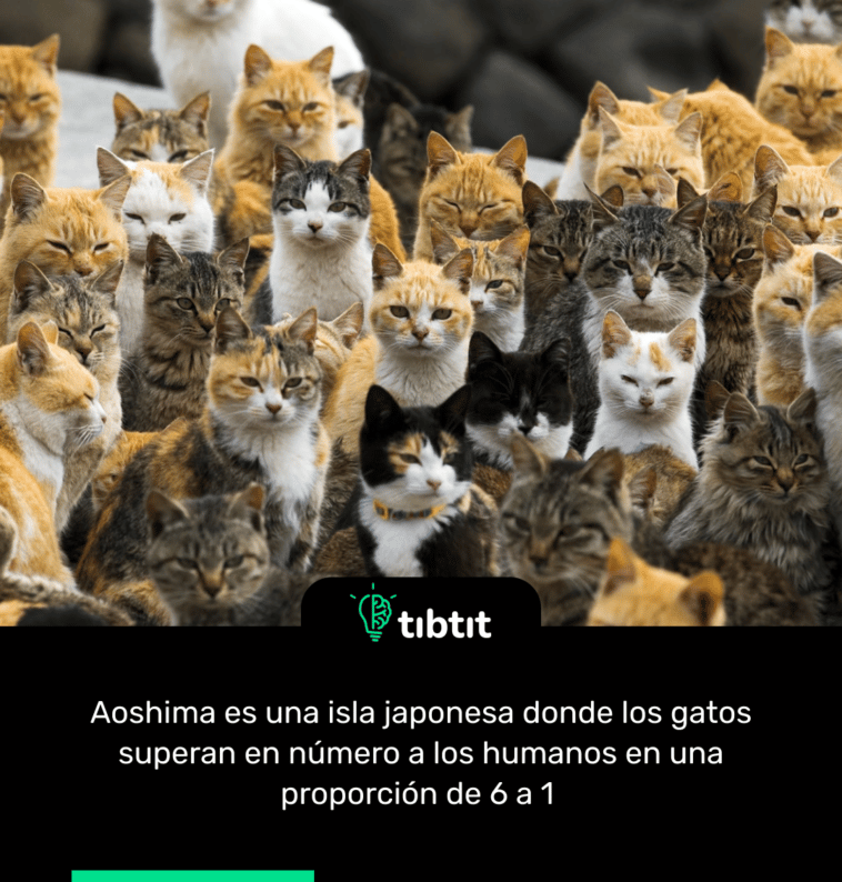 Aoshima es una isla japonesa donde los gatos superan en número a los humanos en una proporción de 6 a 1
