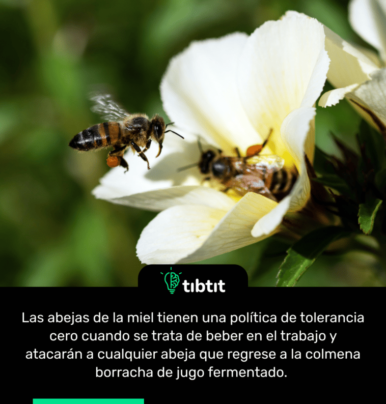 Las abejas de la miel tienen una política de tolerancia cero cuando se trata de beber en el trabajo y atacarán a cualquier abeja que regrese a la colmena borracha de jugo fermentado.