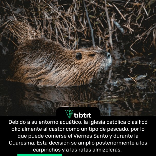 Debido a su entorno acuático, la Iglesia católica clasificó oficialmente al castor como un tipo de pescado, por lo que puede comerse el Viernes Santo y durante la Cuaresma. Esta decisión se amplió posteriormente a los carpinchos y a las ratas almizcleras.