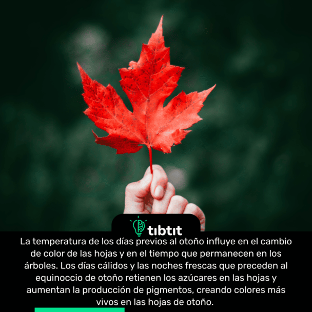 La temperatura de los días previos al otoño influye en el cambio de color de las hojas y en el tiempo que permanecen en los árboles. Los días cálidos y las noches frescas que preceden al equinoccio de otoño retienen los azúcares en las hojas y aumentan la producción de pigmentos, creando colores más vivos en las hojas de otoño.