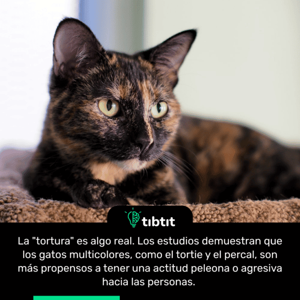 La "tortura" es algo real. Los estudios demuestran que los gatos multicolores, como el tortie y el percal, son más propensos a tener una actitud peleona o agresiva hacia las personas.